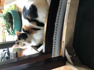 Lost cat in Sioux Falls, SD, 57103