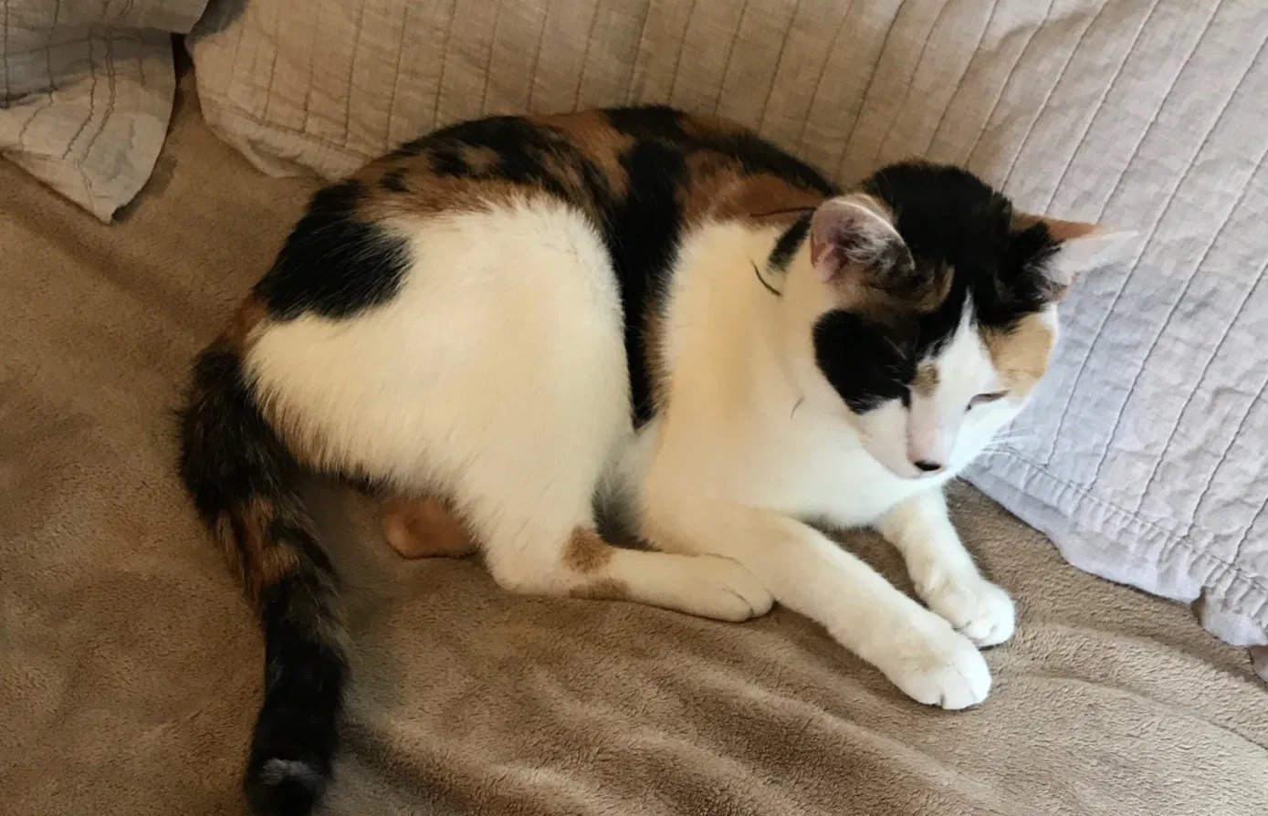Lost cat in Akron, OH, 44333