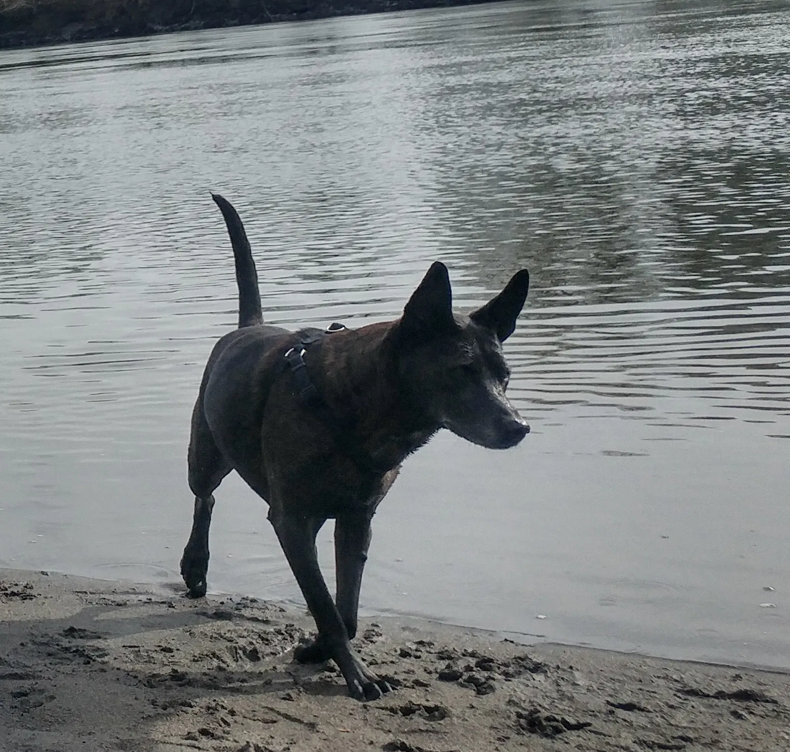 Lost dog in Mount Vernon, WA, 98273