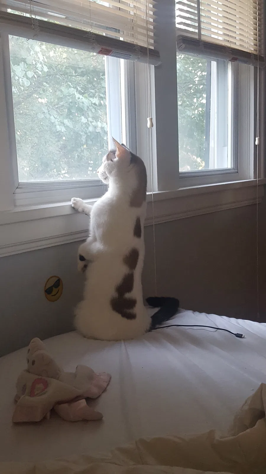 Lost cat in Akron, OH, 44310
