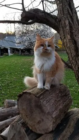 Lost cat in Russellton, PA, 15076
