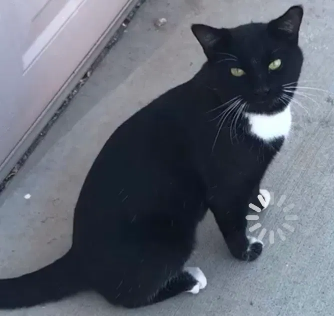 Lost cat in Gilbert, AZ, 85233