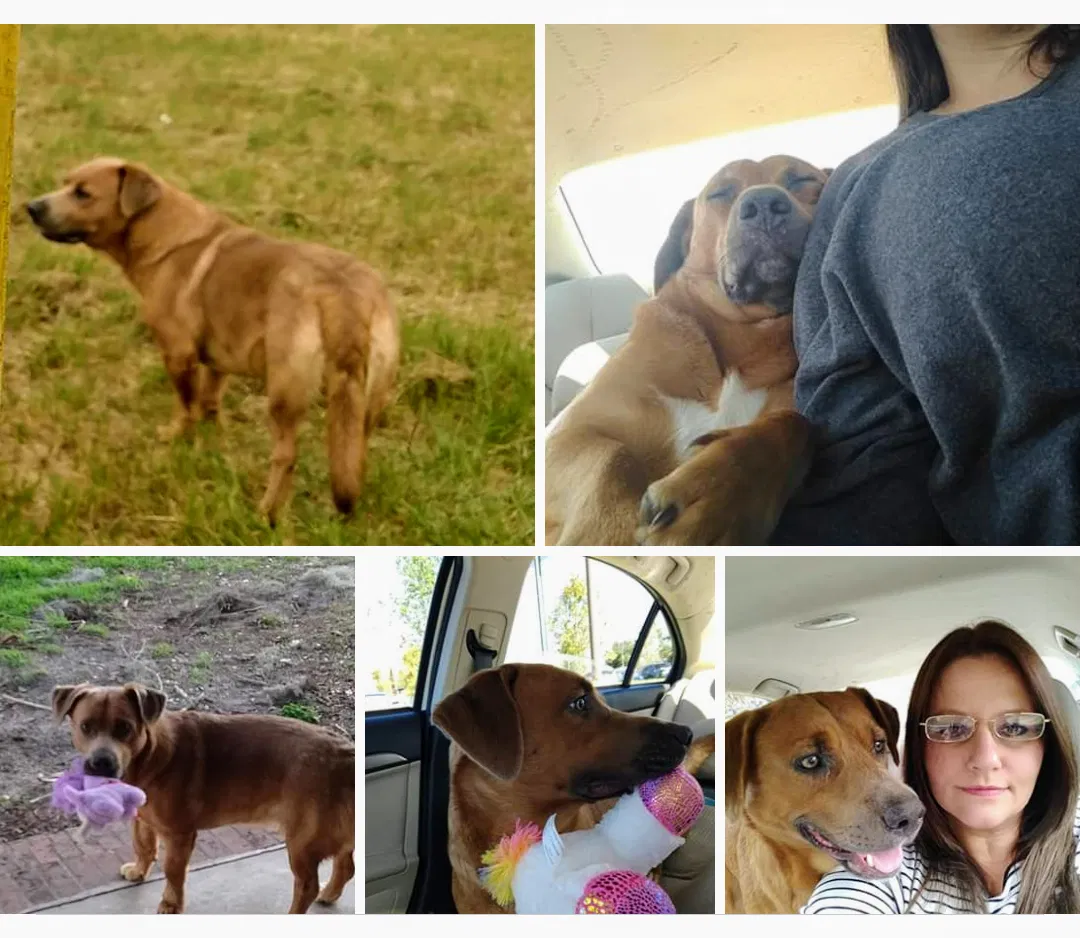 Lost dog in Adel, GA, 31620