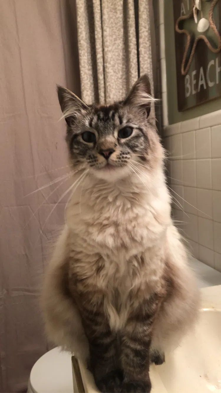 Lost cat in Millington, TN, 38053