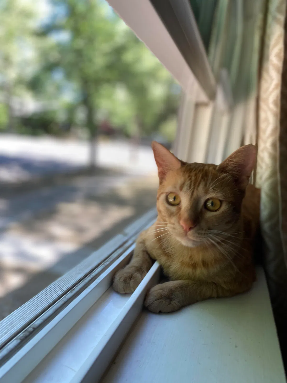 Lost cat in Chico, CA, 95928