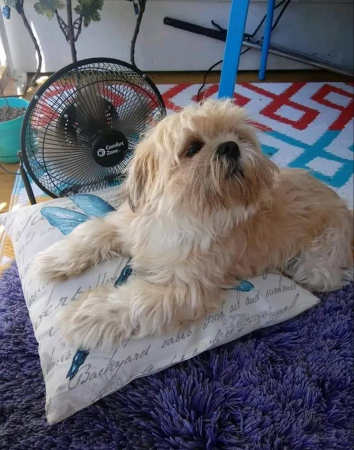 Lost dog in Springfield, IL, 62702