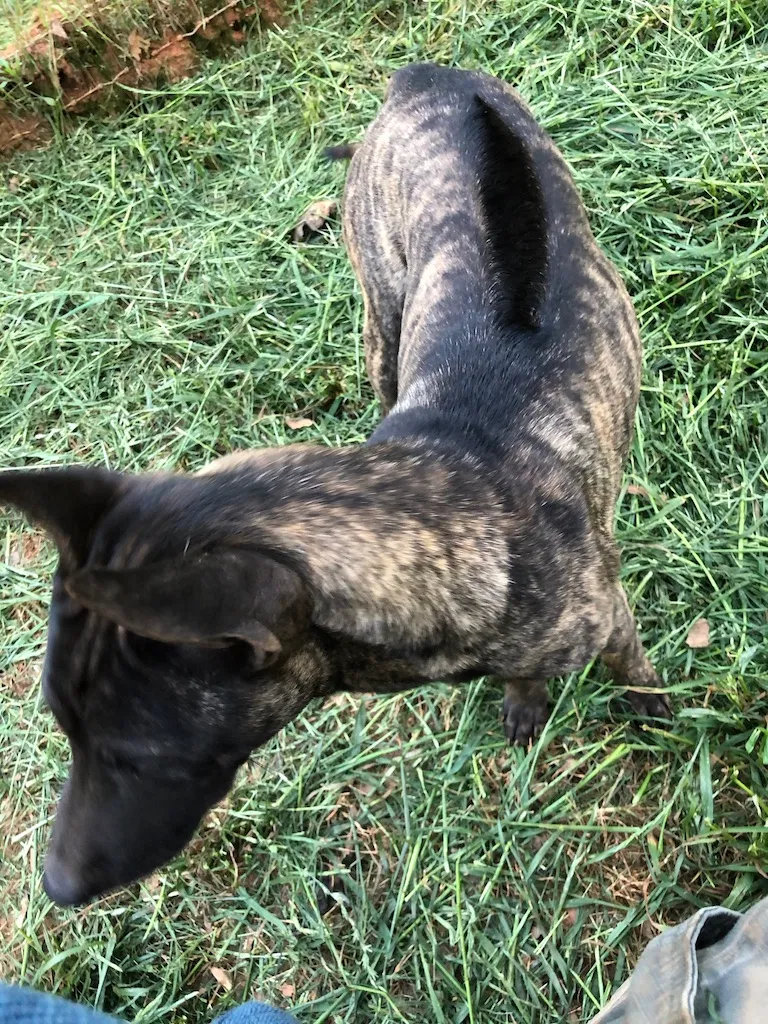 Lost dog in Fountain Inn, SC, 29644