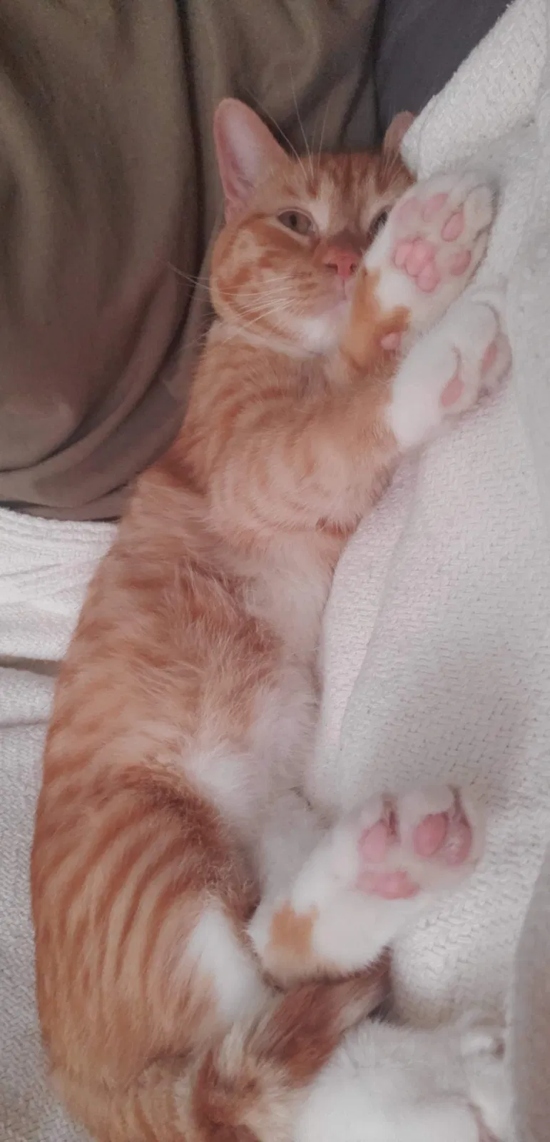 Lost cat in Oviedo, FL, 32765