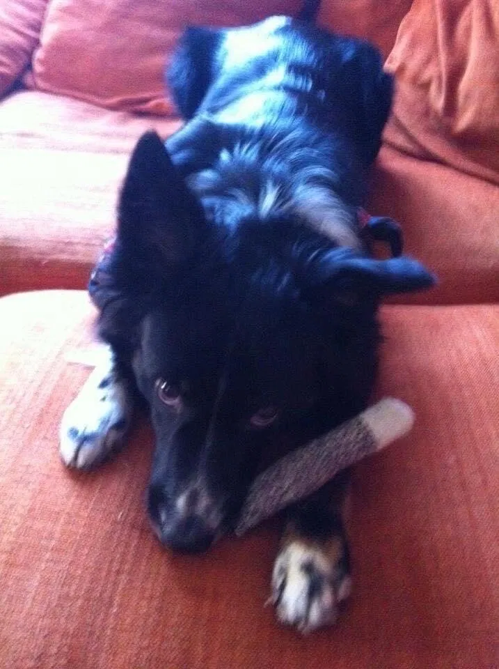 Lost dog in Lafayette, LA, 70506