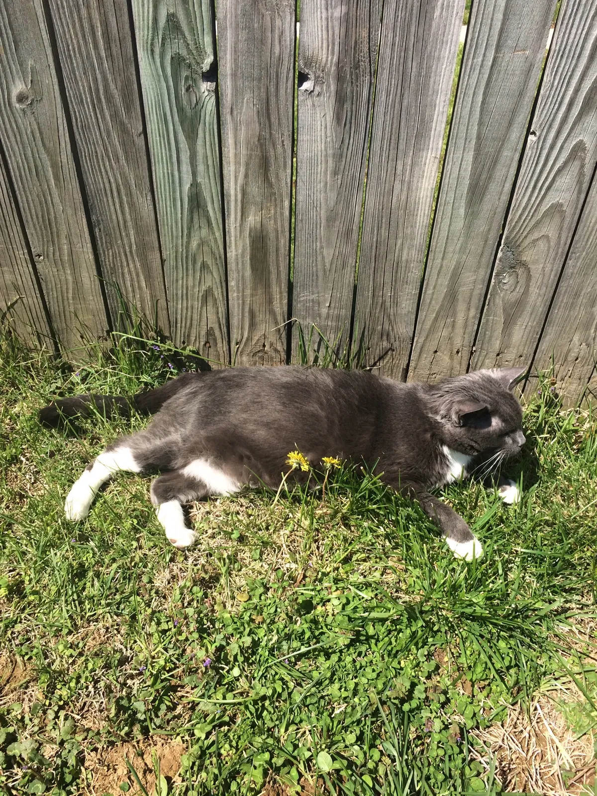 Lost cat in Topton, PA, 19562