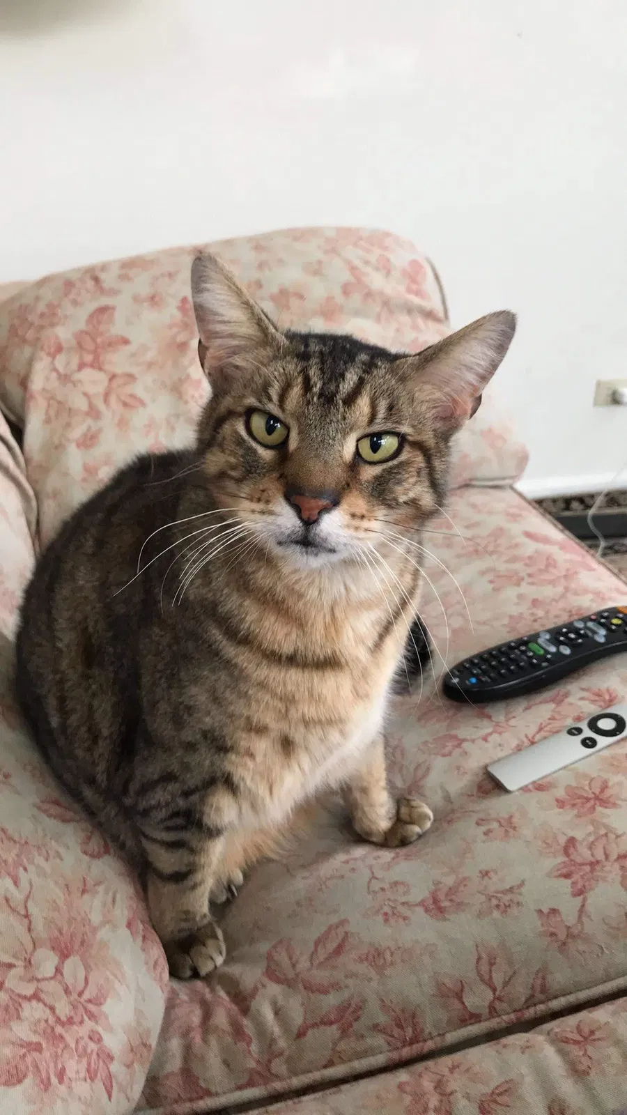 Lost cat in Kenosha, WI, 53142