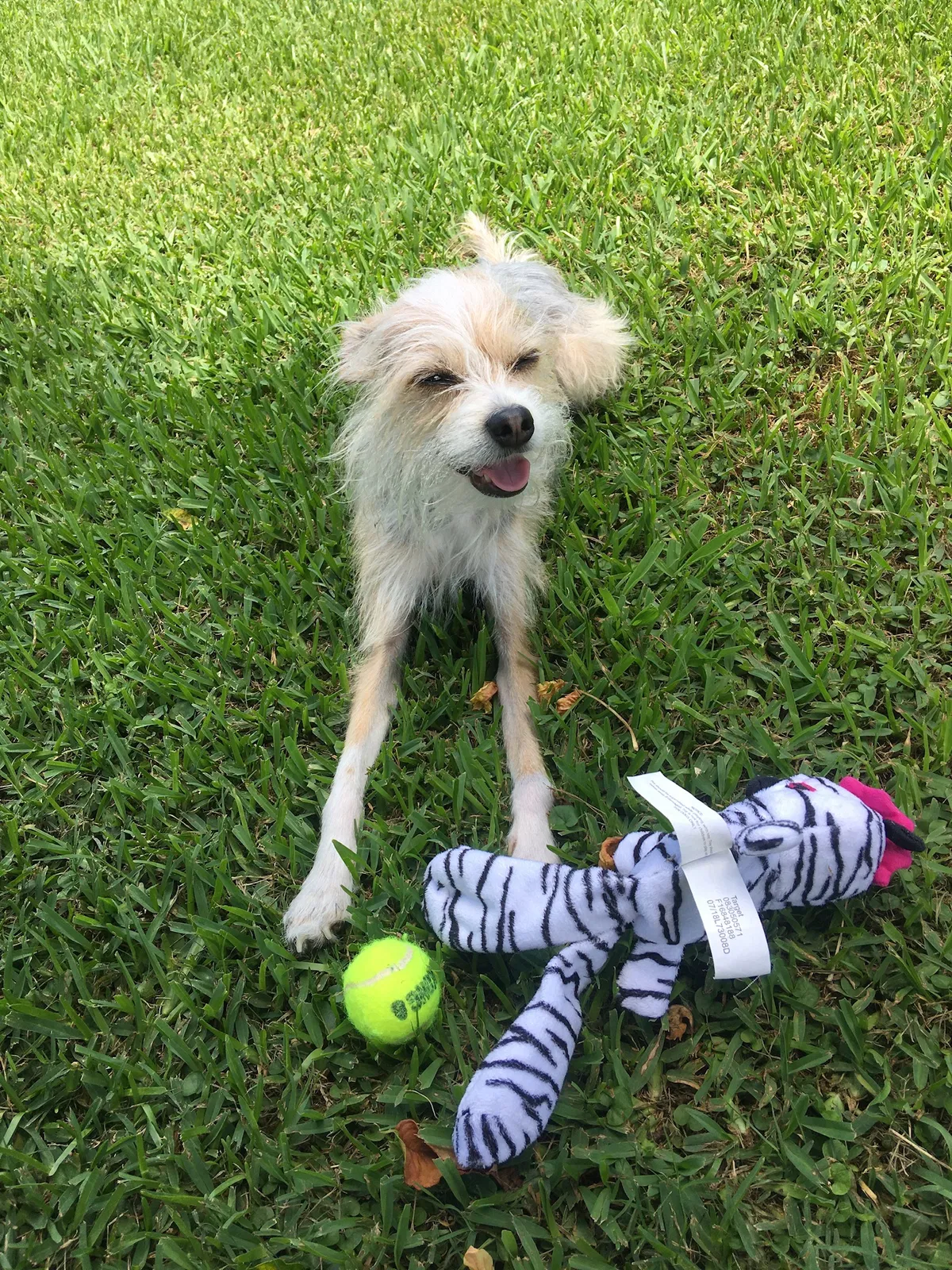 Lost dog in Addis, LA, 70710