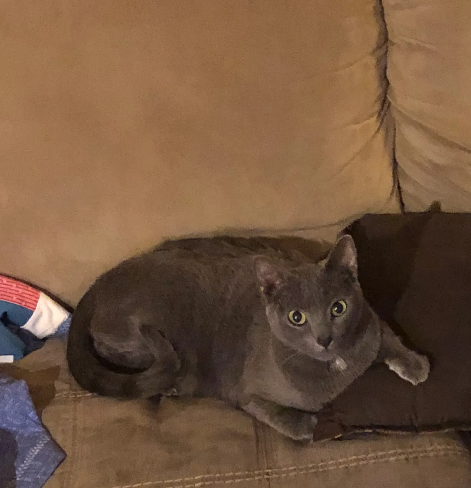 Lost cat in Wichita, KS, 67218
