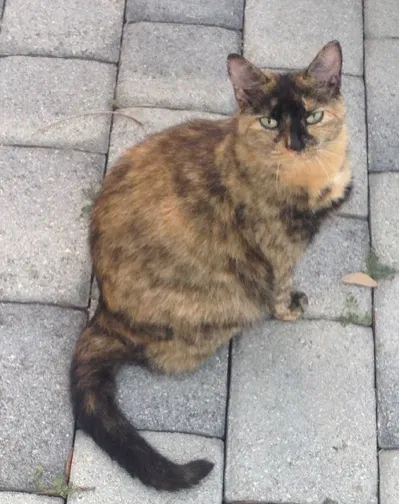 Lost cat in Hollywood, FL, 33024