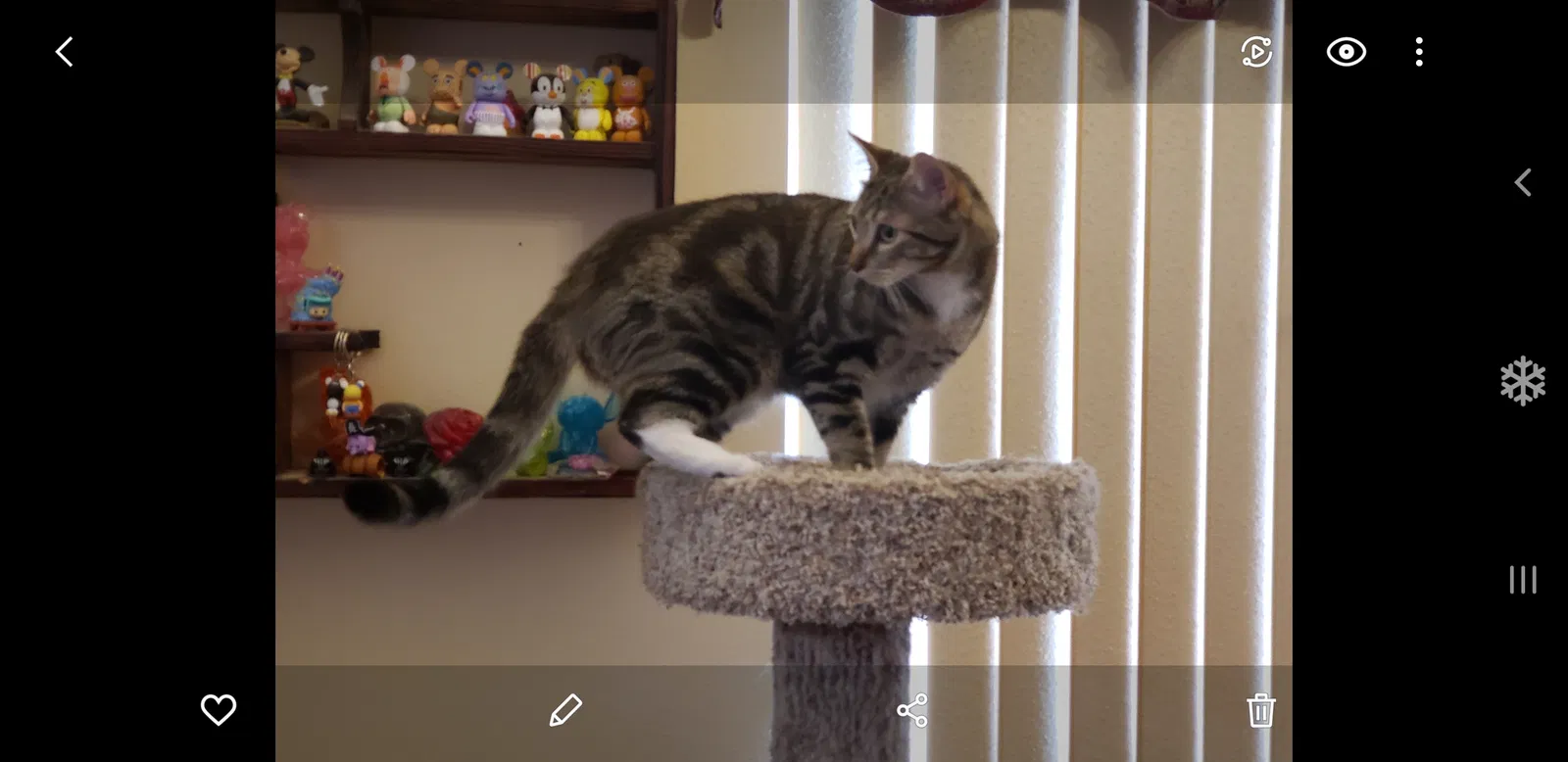 Lost cat in Milton, FL, 32571