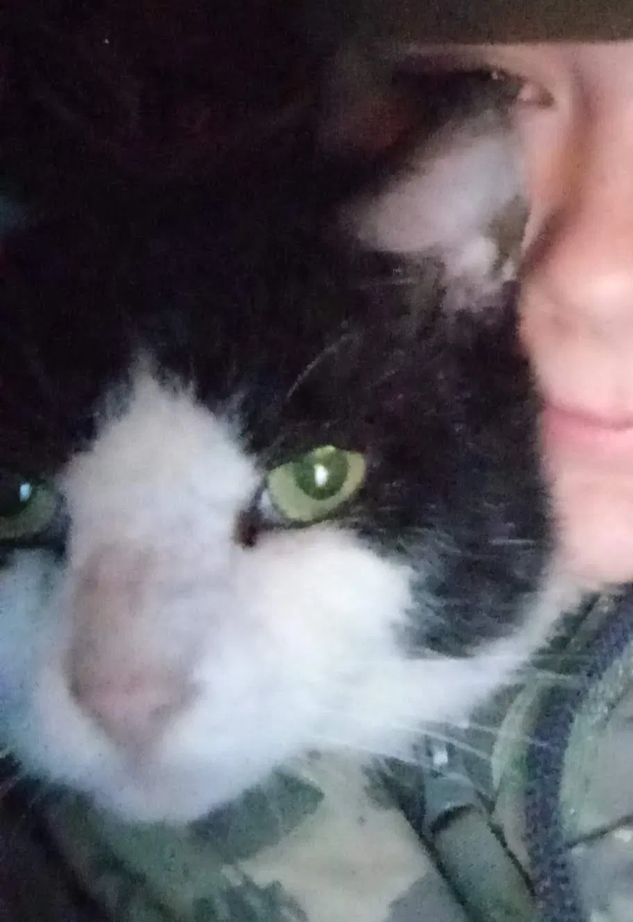 Lost cat in Eustis, FL, 32726
