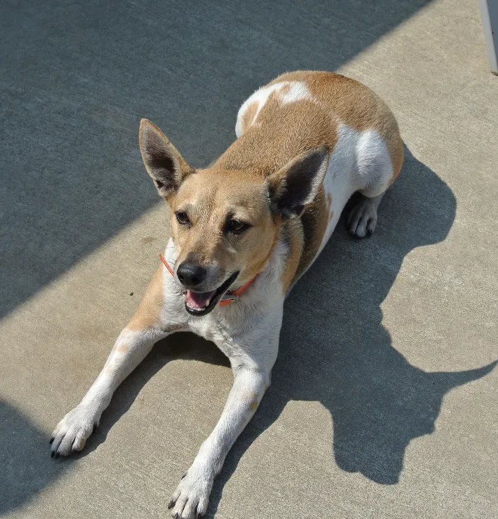 Lost dog in Lincoln, AL, 35096