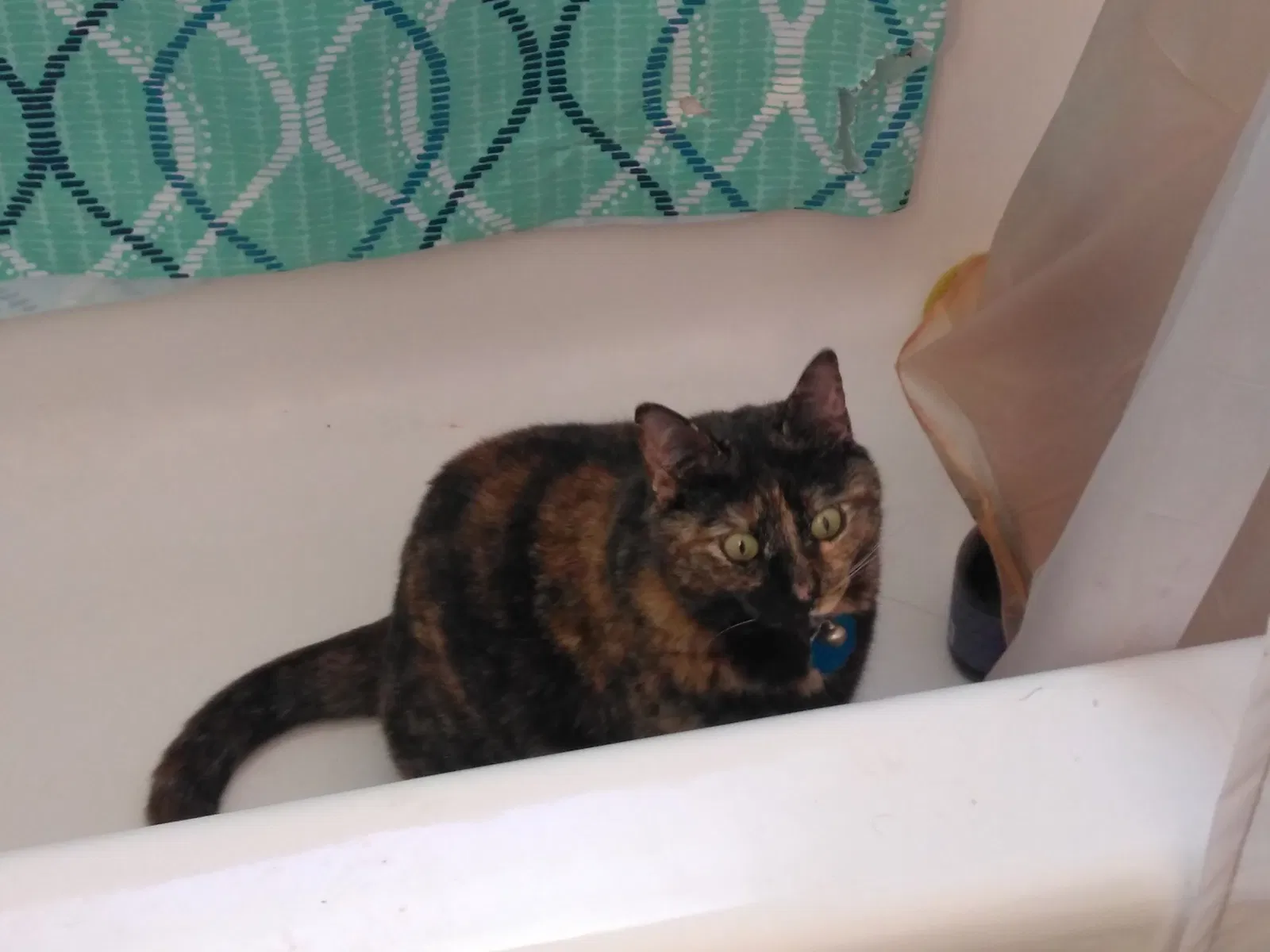 Lost cat in Asheville, NC, 28804