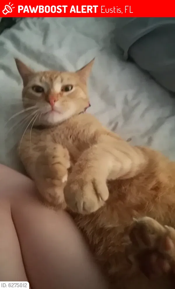 Lost cat in Eustis, FL, 32726