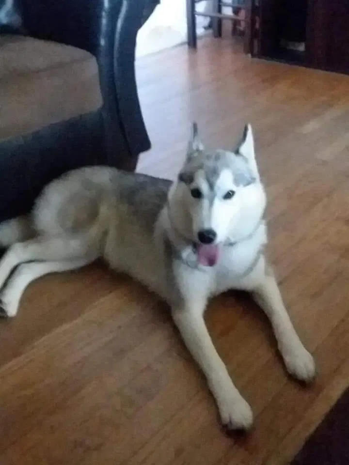 Lost dog in San Angelo, TX, 76905