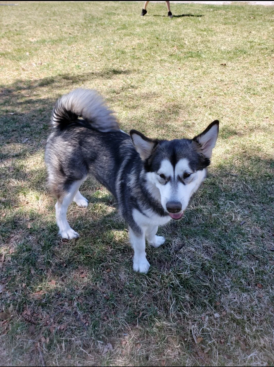 Lost dog in Holton, MI, 49425