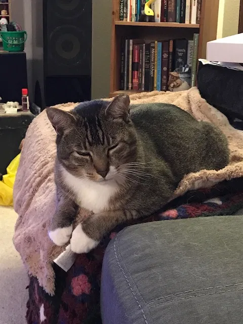 Lost cat in Portland, OR, 97223