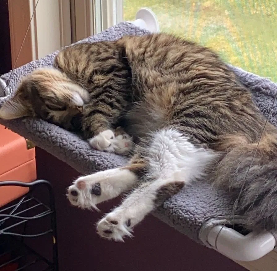 Lost cat in Harrisonburg, VA, 22801
