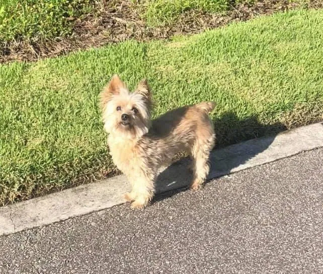 Lost dog in Winter Garden, FL, 34787