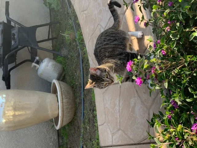 Lost cat in San Luis Obispo, CA, 93405