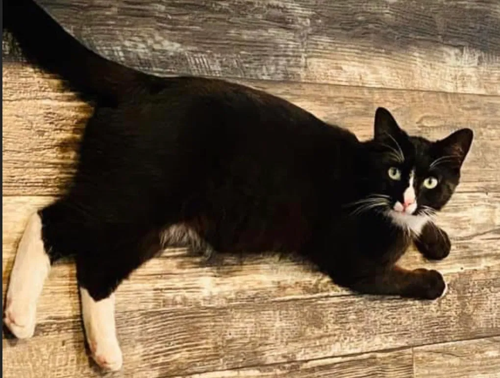 Lost cat in Havana, FL, 32333