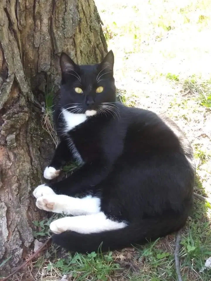 Lost cat in Columbus, OH, 43231