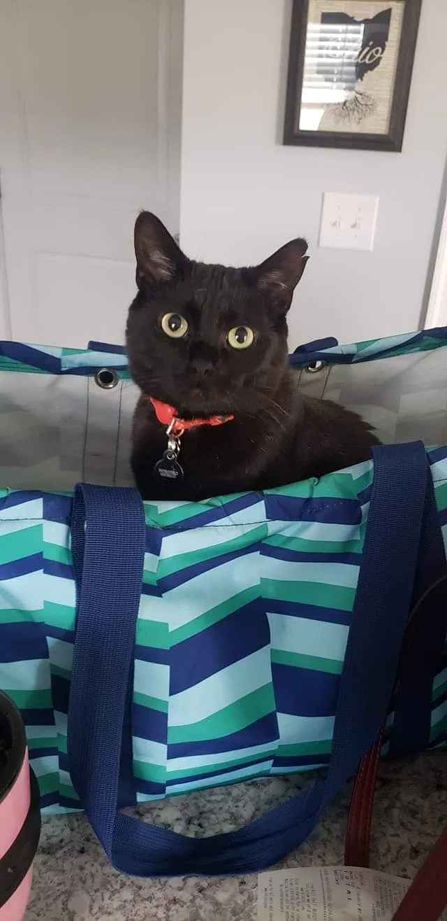 Lost cat in Yorkville, IL, 60560
