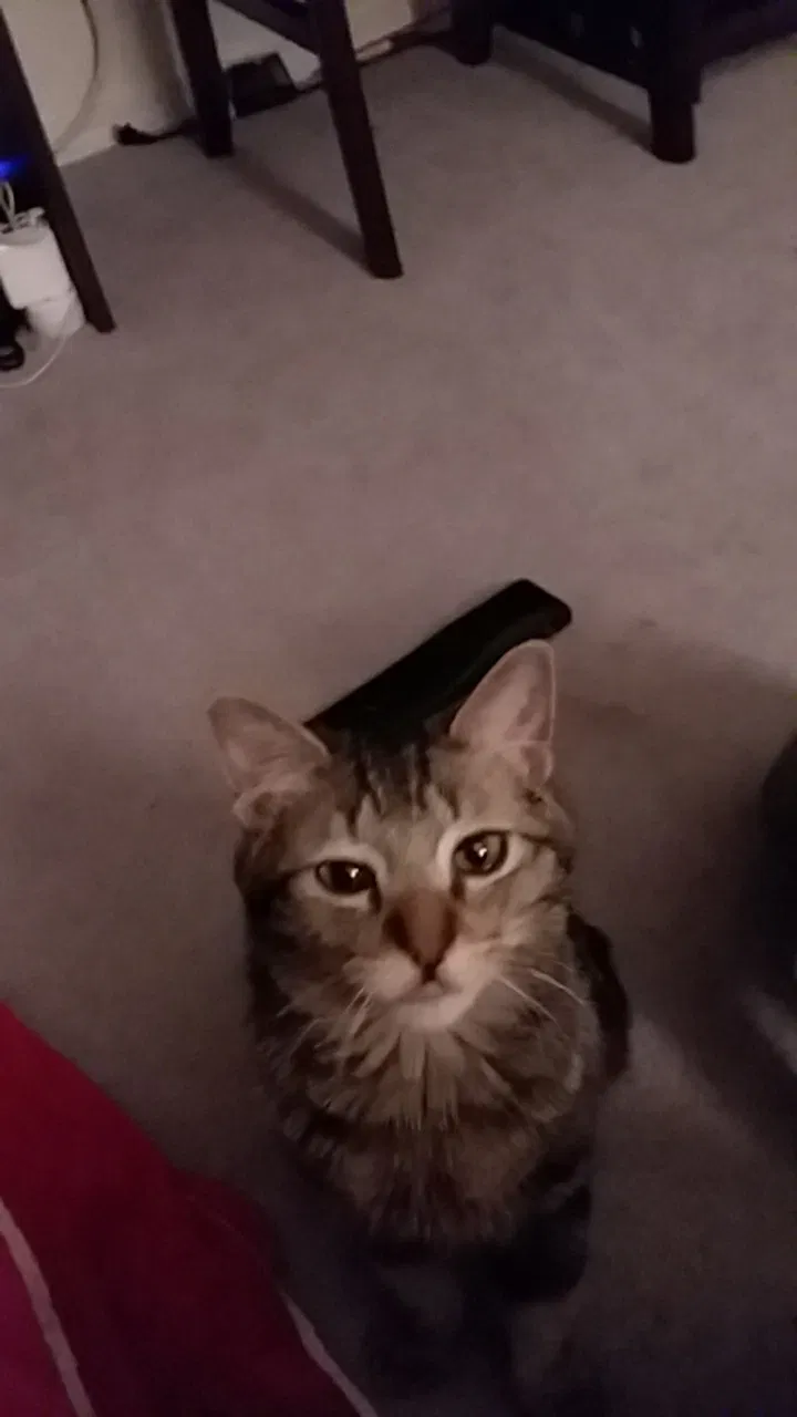 Lost cat in Farmington, NM, 87402