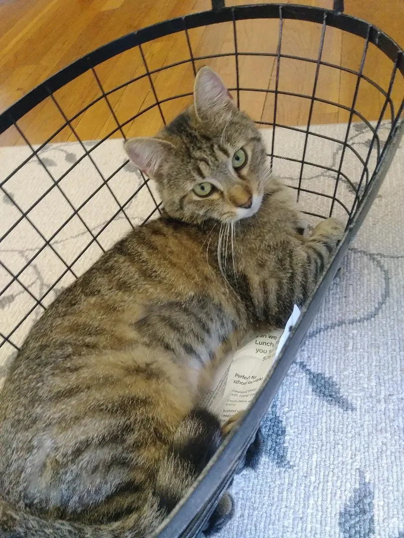 Lost cat in Rockville, MD, 20853