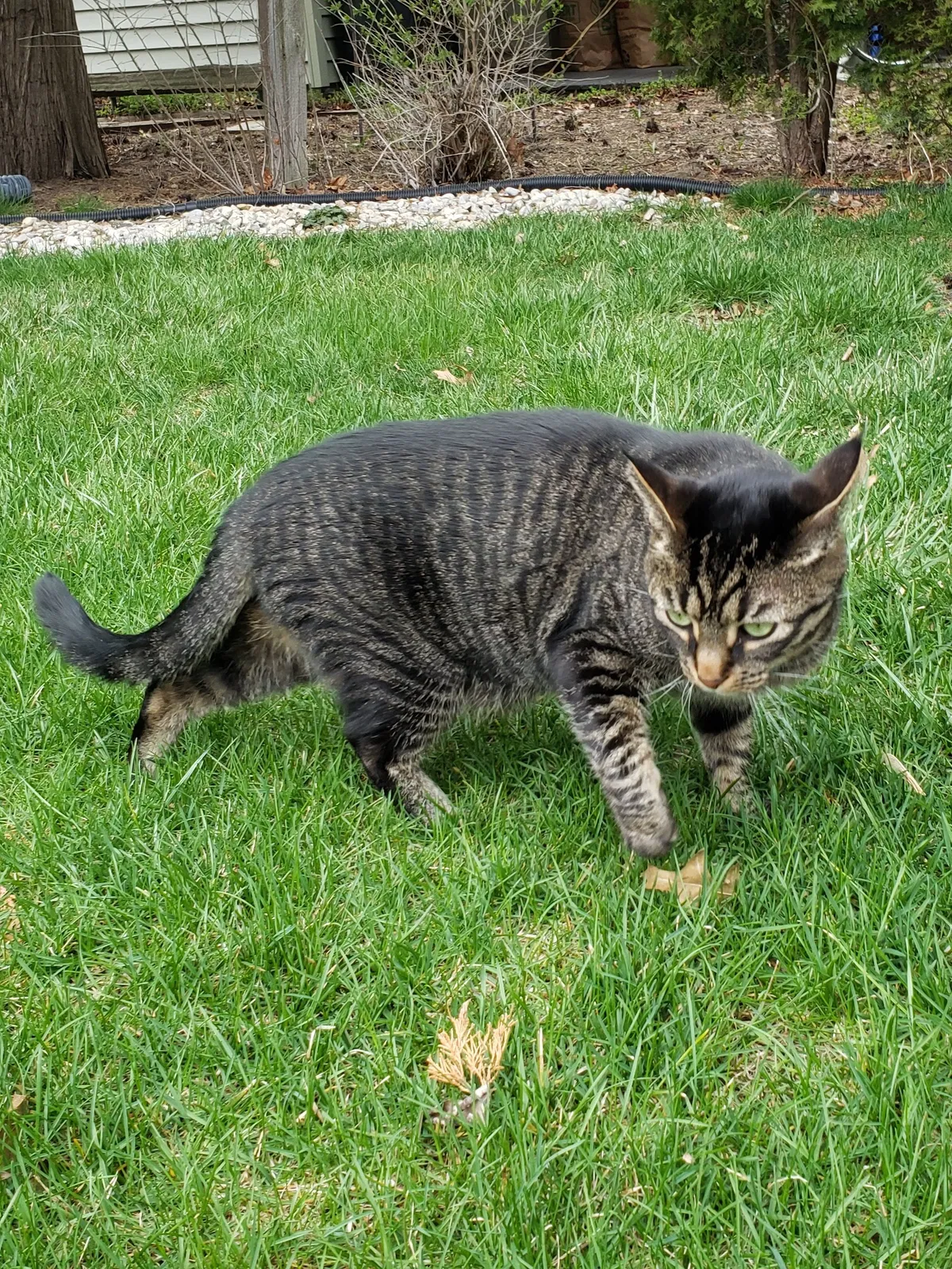 Lost cat in Hales Corners, WI, 53130