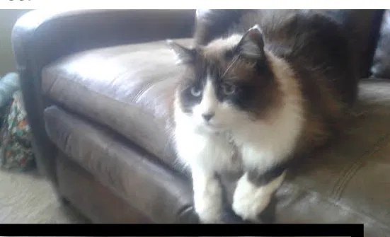 Lost cat in Great Falls, MT, 59401
