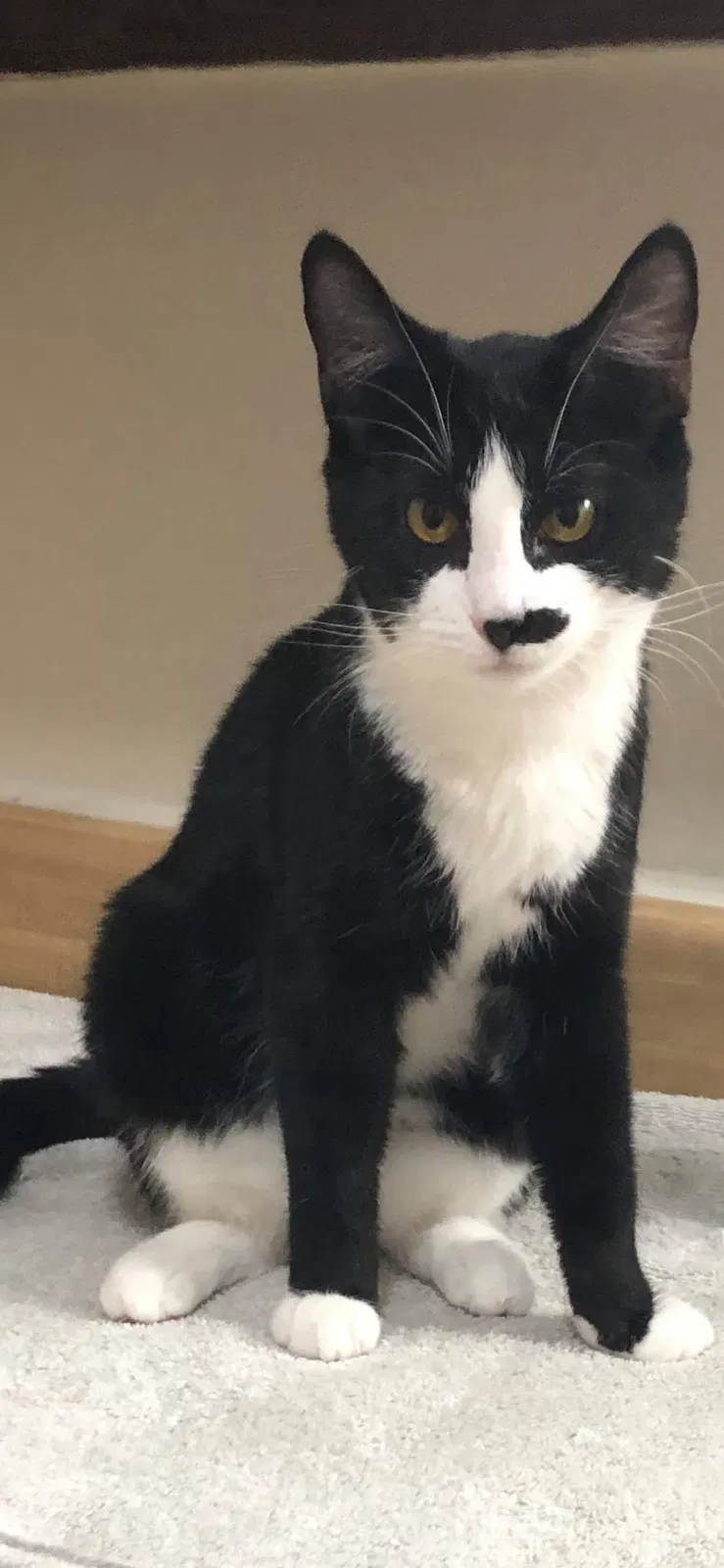 Lost cat in Evansville, IN, 47714