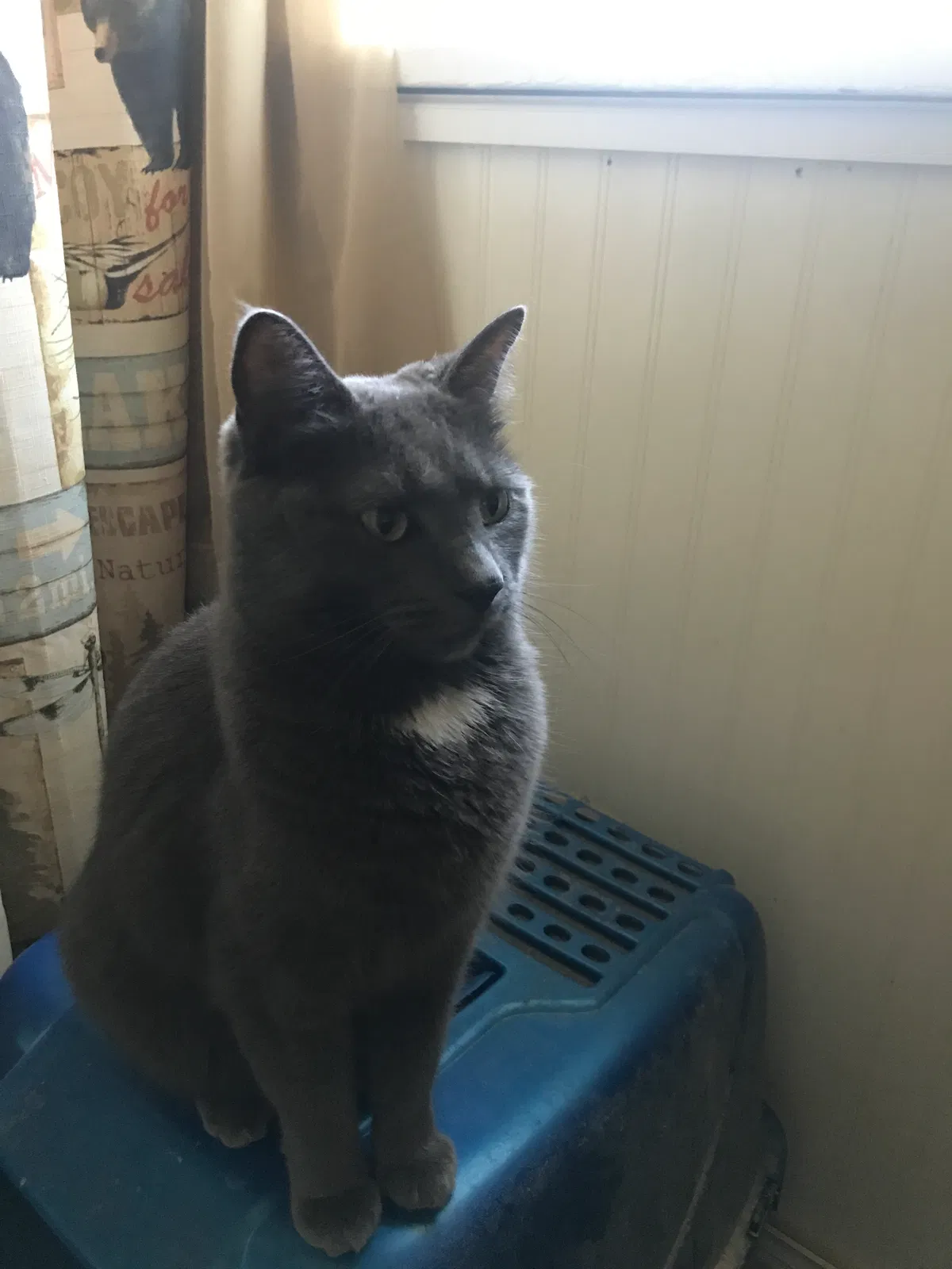 Lost cat in Terre Haute, IN, 47803