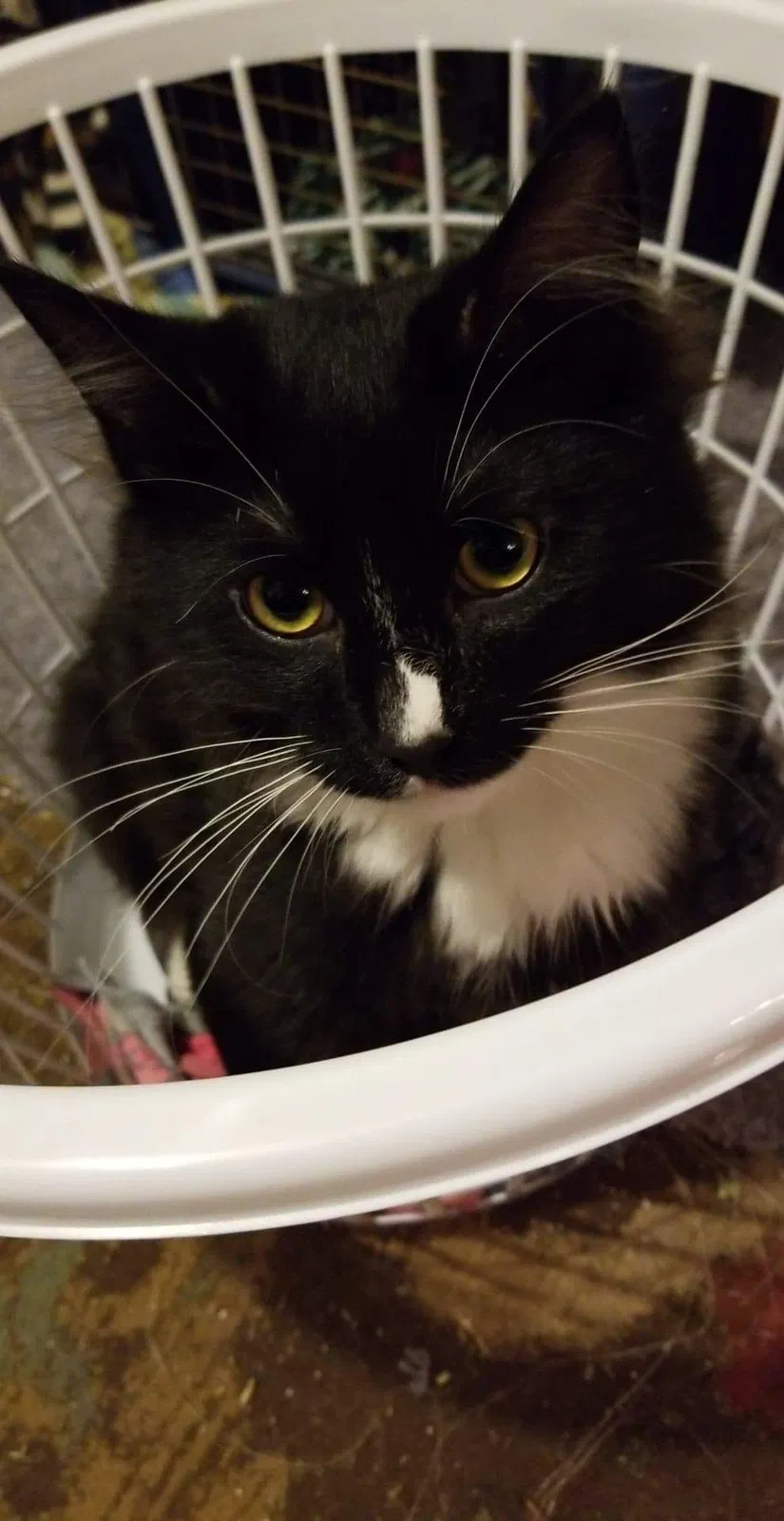 Lost cat in Seattle, WA, 98125