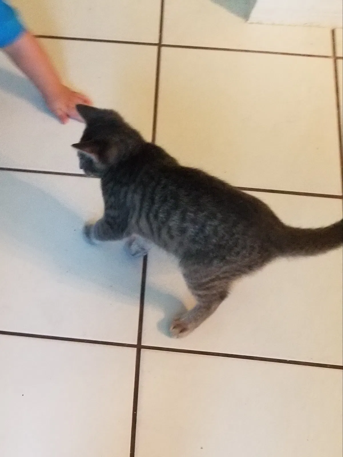 Lost cat in Orlando, FL, 32833