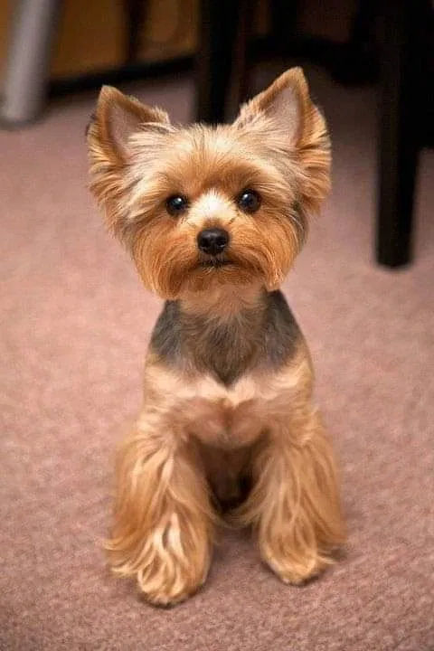 Lost dog in Waukomis, OK, 73773