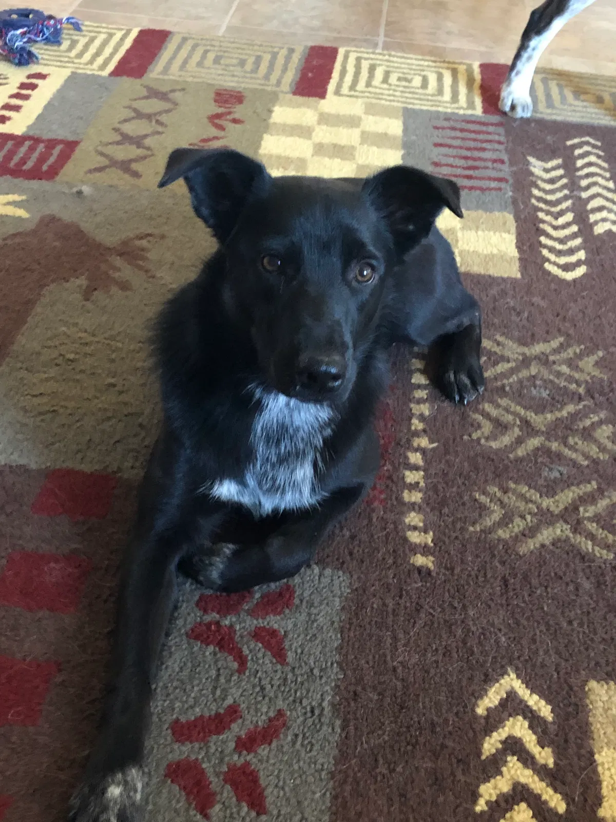 Lost dog in Bridger, MT, 59014