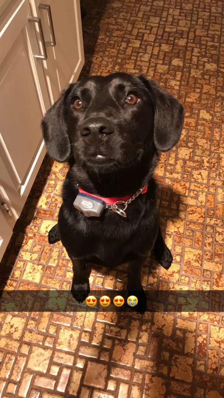Lost dog in Minneapolis, MN, 55449