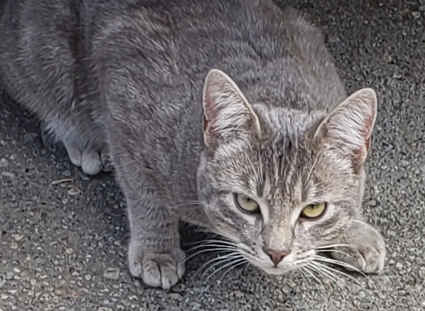 Lost cat in Port Orchard, WA, 98366