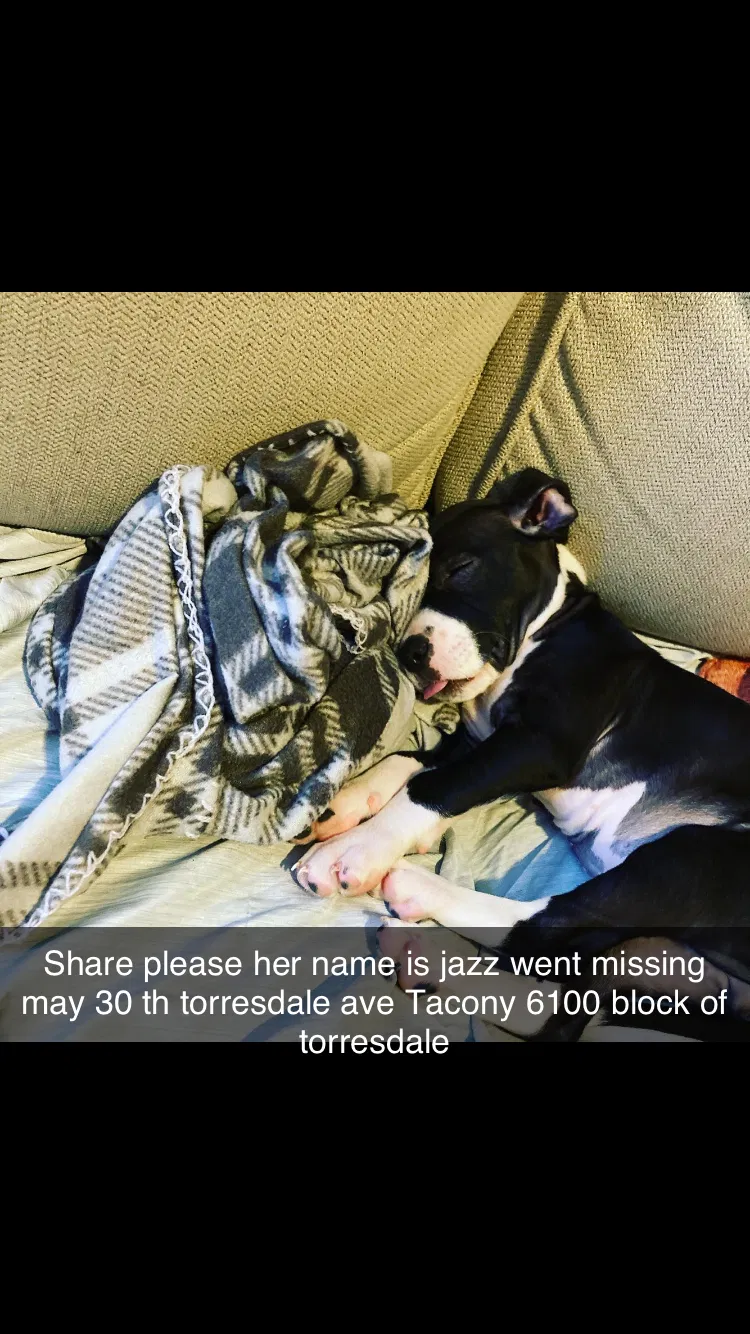 Lost dog in Philadelphia, PA, 19135