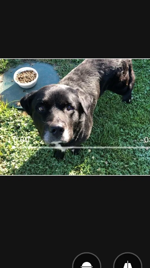 Found dog in Middletown, OH, 45042
