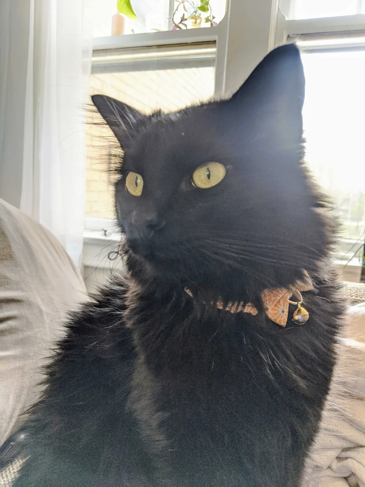 Lost cat in Chicago, IL, 60647