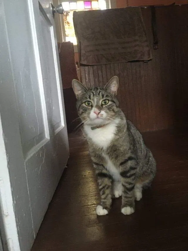 Lost cat in Reidsville, NC, 27320