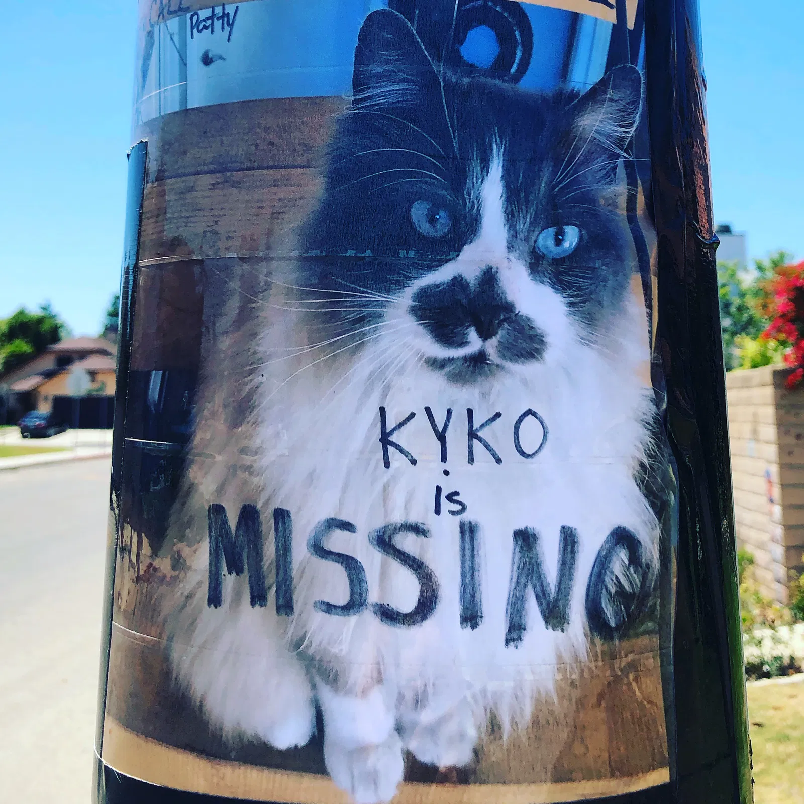Lost cat in Santa Maria, CA, 93454