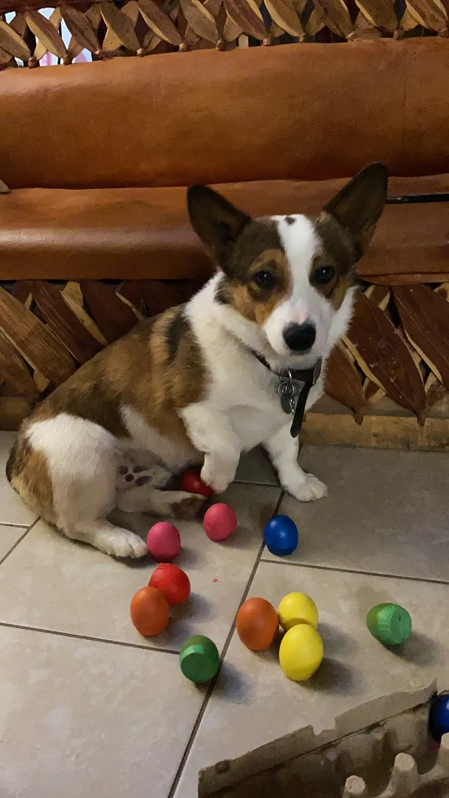 Lost dog in Fort Collins, CO, 80524